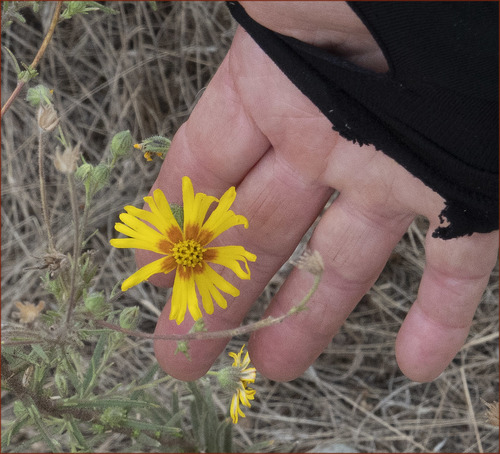 Madia elegans (Common Madia) (alternate view 10)