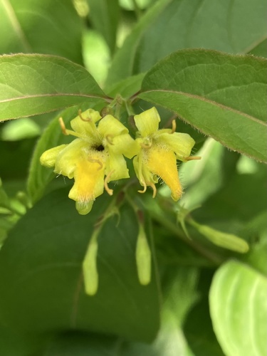 Diervilla lonicera (northern bush honeysuckle) (alternate view 9)