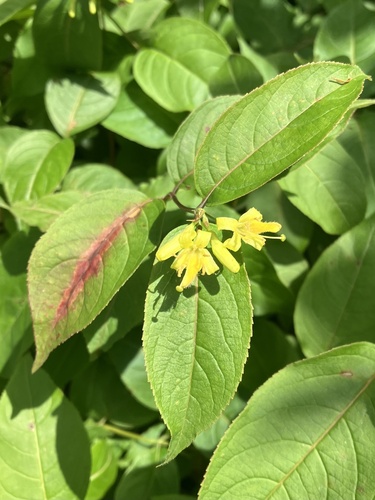 Diervilla lonicera (northern bush honeysuckle) (alternate view 10)