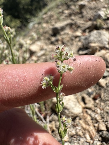 Galium angustifolium (Narrow-leaved Bedstraw) (alternate view 4)