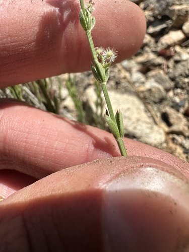 Galium angustifolium (Narrow-leaved Bedstraw) (alternate view 5)