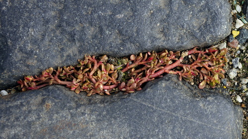 Portulaca oleracea (purslane) (alternate view 3)