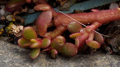 Portulaca oleracea (purslane) (alternate view 4)