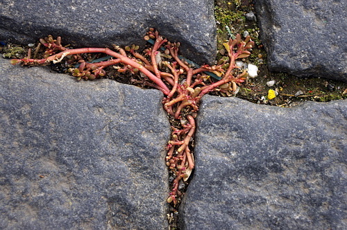 Portulaca oleracea (purslane) (alternate view 5)