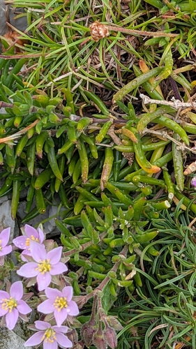 Spergularia rupicola (Rock Sea-spurrey)