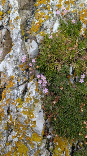 Spergularia rupicola (Rock Sea-spurrey)