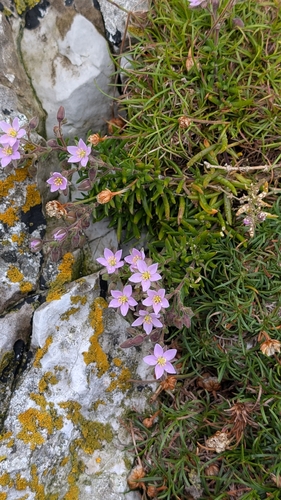 Spergularia rupicola (Rock Sea-spurrey)