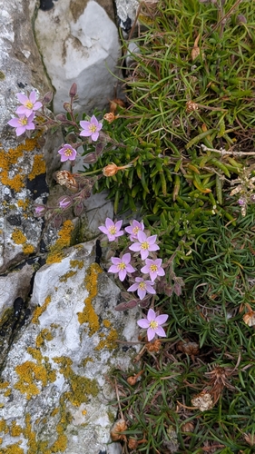 Spergularia rupicola (Rock Sea-spurrey)