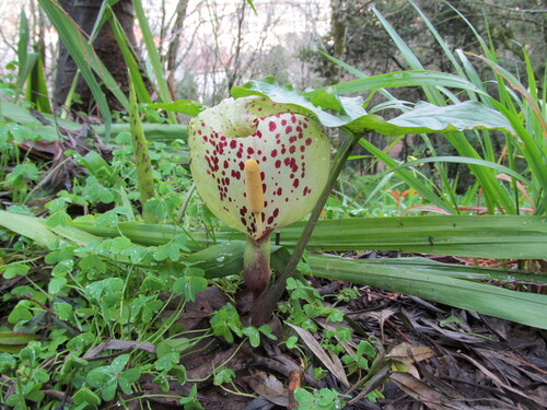 Arum italicum (lords and ladies) (alternate view 3)