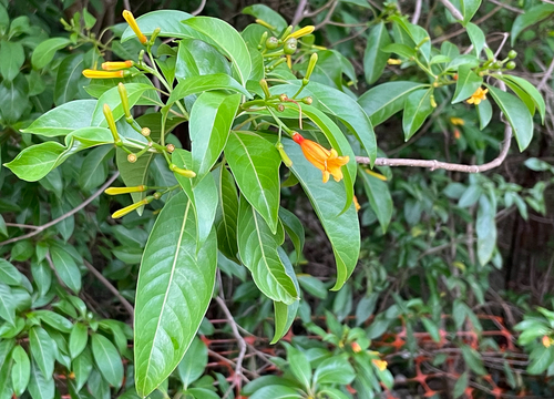 Hamelia (alternate view 7)