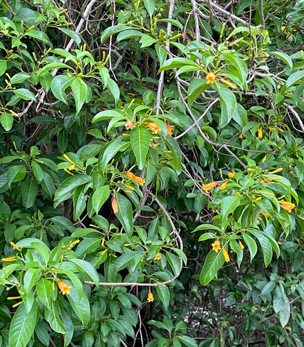 Hamelia (alternate view 8)