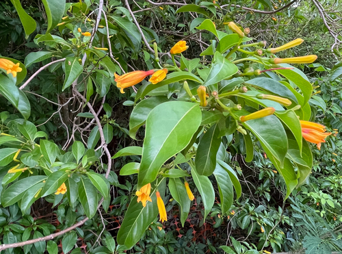 Hamelia (alternate view 6)