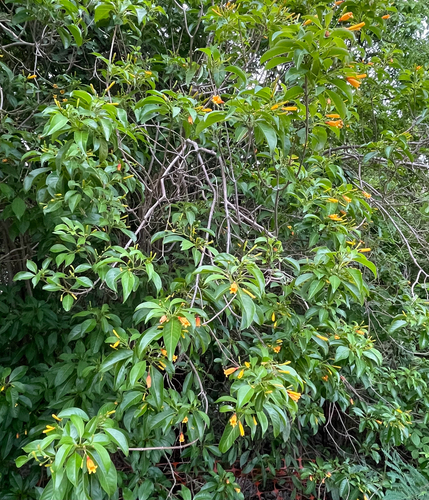 Hamelia (alternate view 9)