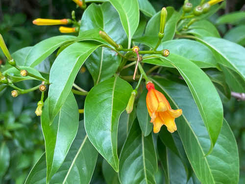 Hamelia (alternate view 5)