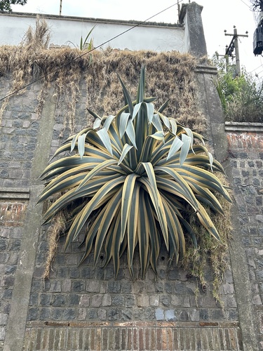 Agave americana (Century Plant)