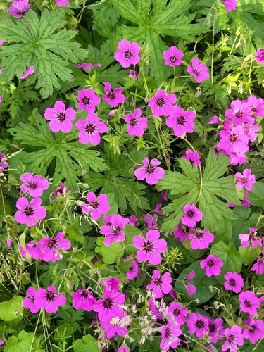 Geranium psilostemon (magenta cranesbill) (alternate view 4)