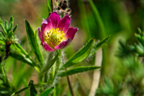 Anemone multifida (alternate view 6)