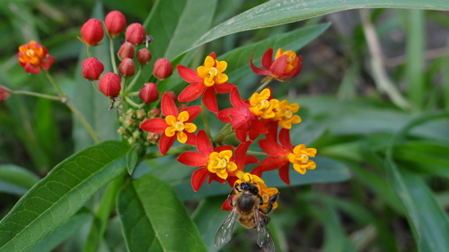 Asclepias curassavica (tropical milkweed)