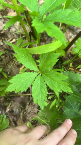 Sanicula odorata (Clustered Sanicle) (alternate view 5)