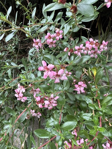 Escallonia × rigida (Escallonia Hybrid) (alternate view 2)