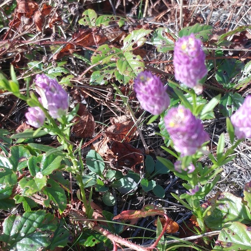 Senega sanguinea (field milkwort) (alternate view 2)