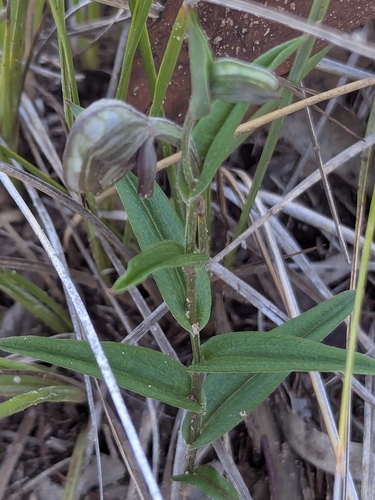 Pterostylis sanguinea (Red-banded Greenhood) (alternate view 2)