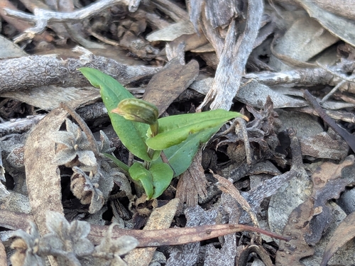 Pterostylis sanguinea (Red-banded Greenhood)