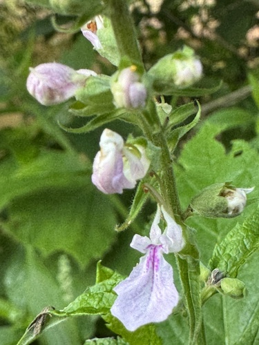 Teucrium canadense (American germander)