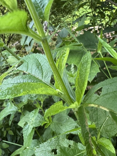 Teucrium canadense (American germander)