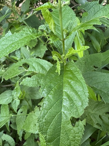 Teucrium canadense (American germander)