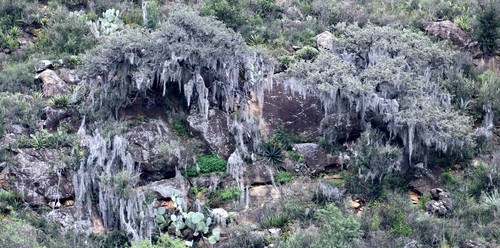 Tillandsia usneoides (Spanish moss)