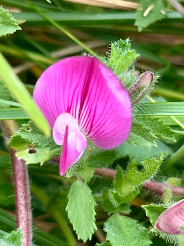 Ononis spinosa (Spiny restharrow)