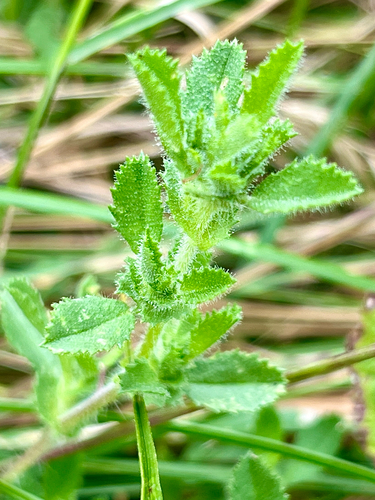 Ononis spinosa (Spiny restharrow)