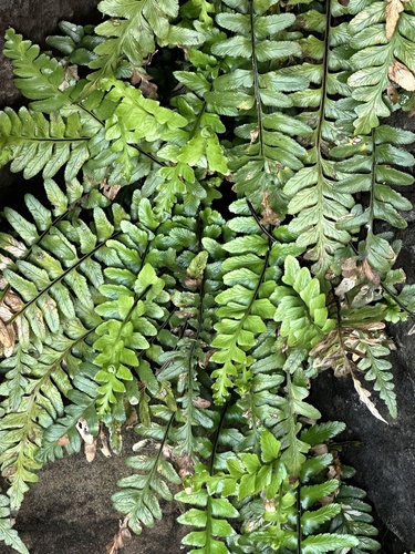 Asplenium marinum (sea spleenwort)