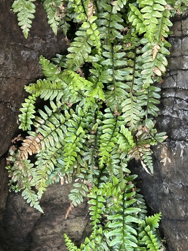 Asplenium marinum (sea spleenwort)