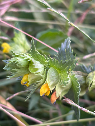 Rhinanthus minor (Yellow Rattle)