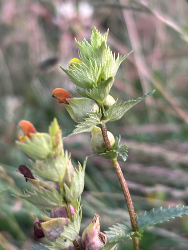 Rhinanthus minor (Yellow Rattle)