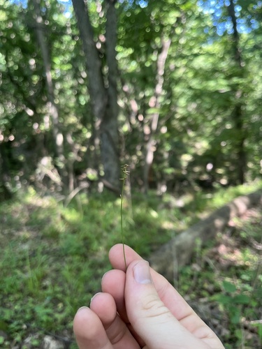 Carex texensis (Texas Sedge)