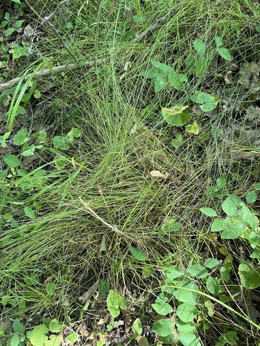 Carex texensis (Texas Sedge)