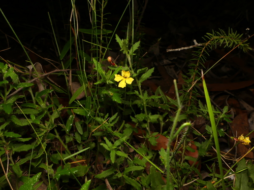 Goodenia heterophylla (Variable-leaved Goodenia)