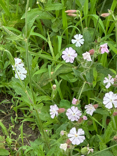 Silene × hampeana (Hybrid Campion) (alternate view 7)