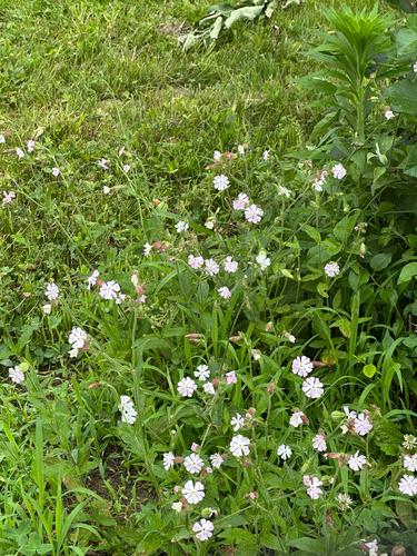 Silene × hampeana (Hybrid Campion) (alternate view 9)