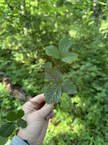 Rubus hispidus (swamp dewberry)