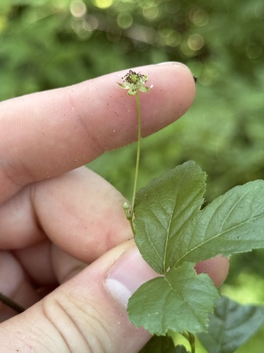 Rubus hispidus (swamp dewberry) (alternate view 2)