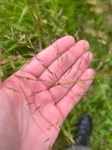 Agrostis gigantea (redtop) (alternate view 5)