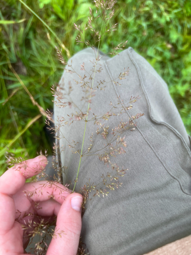 Agrostis gigantea (redtop) (alternate view 4)