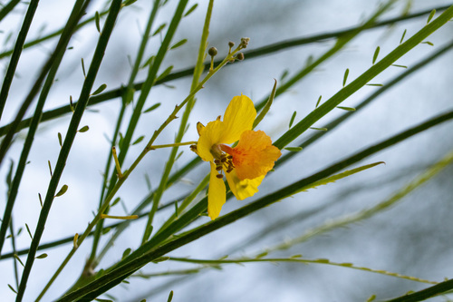 Parkinsonia aculeata (Mexican palo verde)