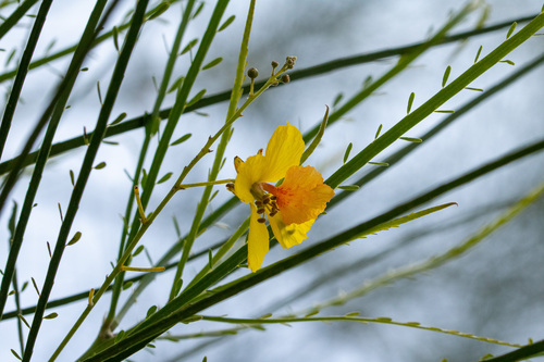 Parkinsonia aculeata (Mexican palo verde)