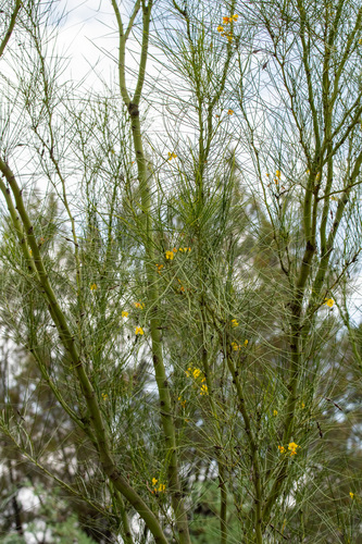 Parkinsonia aculeata (Mexican palo verde)