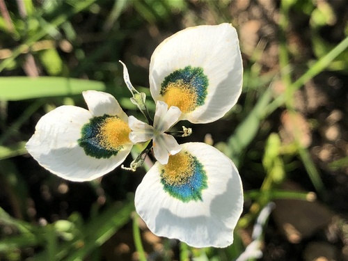 Moraea (Cape Tulips) (alternate view 7)